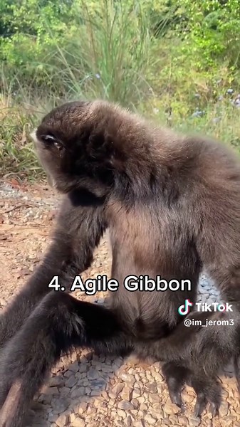 Exploring the Unique Sounds of Different Monkeys