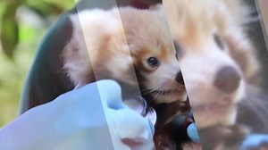 558K views · 10K reactions | The newest, cutest baby animals in Australia take their first steps, visit the vet, and frolic! Vote for the cutest and help award $3,000 USD for conservation. | ZooBorns | Facebook