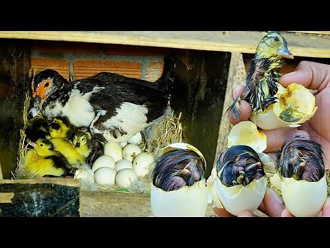 Muscovy Duck Hatching A Time-Lapse Journey