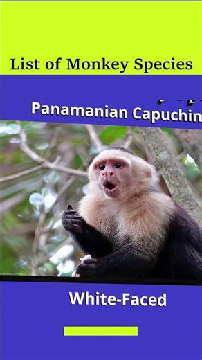 List of Monkey Species