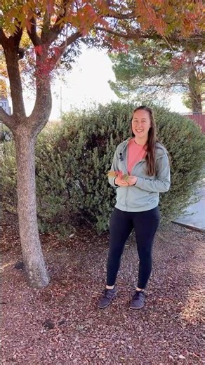 Non-Native Chinese Pistache Bringing Color to Arizona