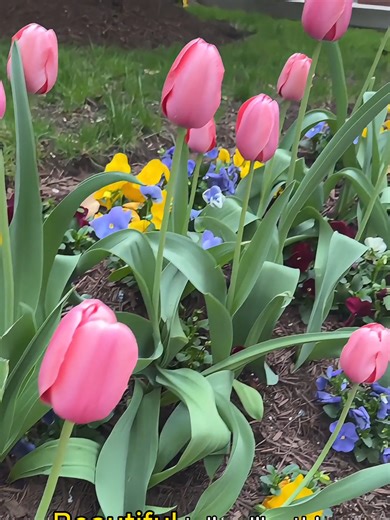 Discover the Largest Selection of Tulip Bulbs