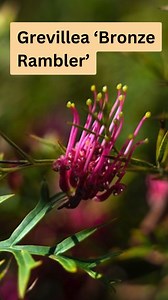 Grevillea 'Bronze Rambler' is excellent for larger areas, spreading 3 to 5 metres. It has dense foliage with deeply divided leaves and toothbrush-shaped deep red flowers. It's frost and drought-tolerant and grows in most soil types. | Ultimate Backyard - For Australian Gardeners