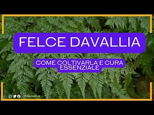 Davallia Fern: How to Grow and Essential Care