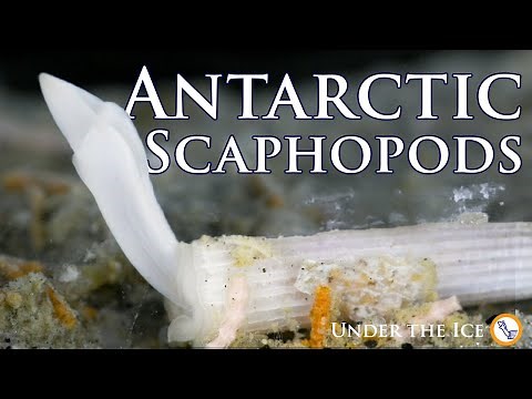 A Glimpse into the Life of Tusk Shells