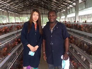 810K views · 2.8K reactions | How to have a modern poultry farm? 1. Freely visiting your land and design chicken house, supply chicken cage, poultry equipment and birds. 2. Training lesson of 90% egg production rate coming with your order Whatsapp +2348111199996/+8613663282016 now or calling. Email to sales@bestchickencage.com. Visiting www.bestchickencage.com. Since 2009. | Best chicken cage and equipment for poultry farm | Facebook