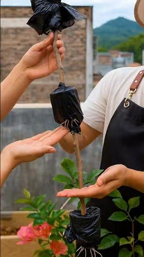 This Crazy Air Layering Experiment Actually Worked! 🌱, Air layering 3 root balls #farminglife