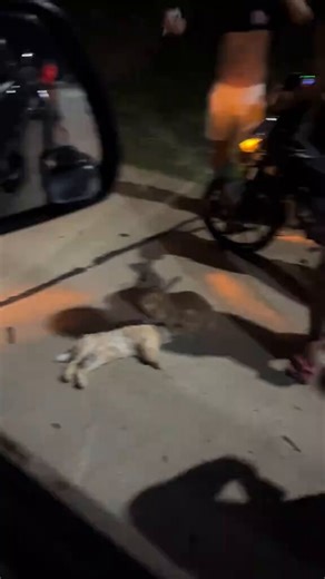 This rabbit is more empathic than left wingers are for their fellow citizens.