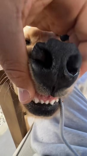 1.3K views · 23 reactions | Chomp chomp | Goldennamedjax | Facebook