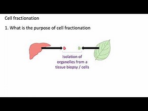 Cell fractionation updated: A level Biology