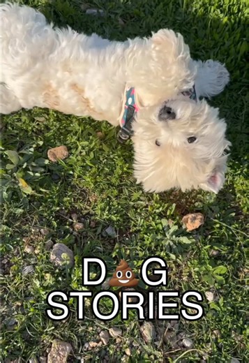 Της αρέσει πάντα να κυλιέται σε 💩 γάτας. Το γλυκό μου σκυλάκι 👿 #funnyvideo #viral #dog #dogvideo #fyp