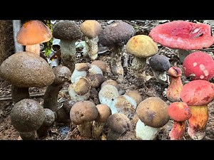 8/11/68 Today I picked mushrooms and the dog was born. The honey mushrooms are bleeding. The indi...