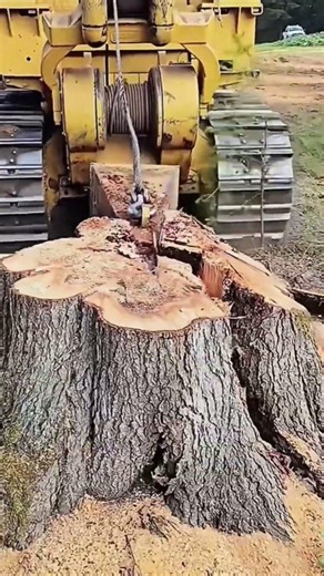 Tree Breaking with Excavator 🚜