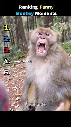 Ranking Funny Monkey Moments😂