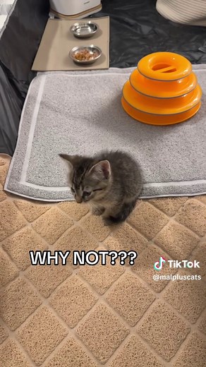 Foster Kitten's Potty Training Journey