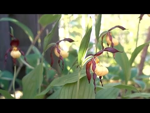 Planting Wild Native Orchids In Your Yard