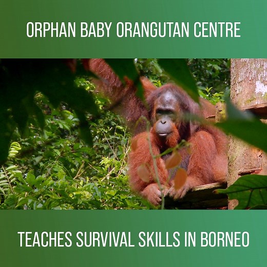This rescue centre in Borneo takes care of baby orphan orangutans and makes sure they are fit to survive in the wild. In rehabilitation centre some of the orangutans even learn using human tools! Watch more Meet The Orangutans on discovery 👉: https://bit.ly/3qYYfW9 | Love Animals