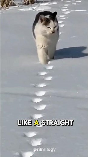 Cat Walk Trick: It Looks Like Only Two Feet!