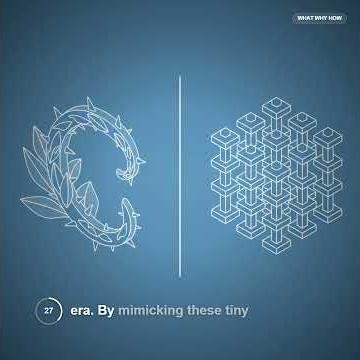 How Burdock Seeds Hitch a Ride: A Lesson in Biomimicry#shorts