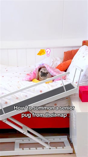 She’s partially deaf and doesn’t respond when I call her name, but somehow she always hears the cheese wrapper 🤔🧀 #pug #dog #dogsofinstagram #pugsofinstagram #WeeklyFluff | Loulou the pug