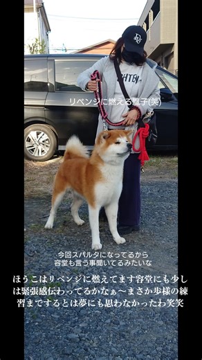 #鳳子 #ほうこ #スパルタ #秋田犬 #展覧会 #関東中央総支部展#akitainudog #akitainu #ハンドラー #女性ハンドラー #立ち込み #成犬