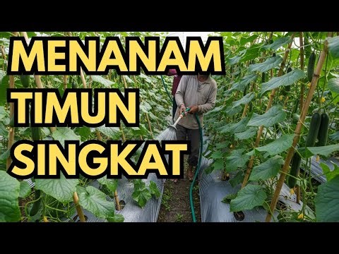 MENANAM TIMUN DENGAN SINGKAT