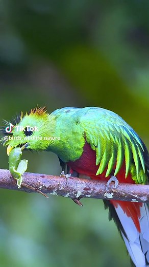 Resplendent Quetzal Eating Wild Avocado | Quetzal Bird Watching