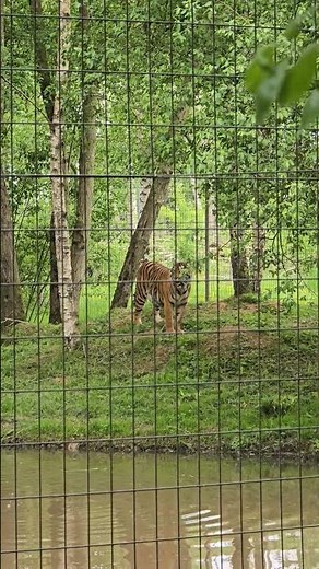 Domai Tigress De Sumatra