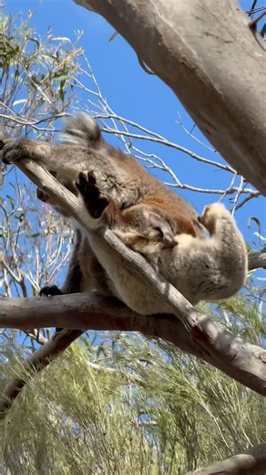 47K views · 2.1K reactions | First wild koala sighting  … and what...