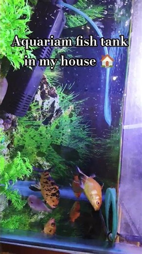 Aquariam fish tank in my house 🏠 #aquarium #fish #goldfish #betafish #house