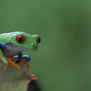 Premium stock video - Close up of a red eyed tree frog jumping from a leaf in the jungle in slow motion