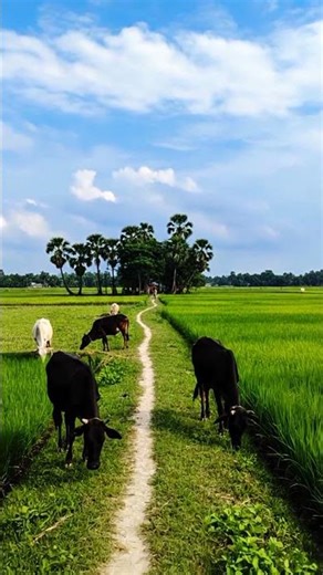 Nexu Cow Lover 🐄Cows Grazing in Green Field 🌿