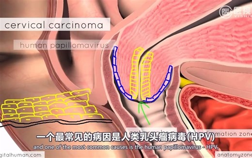 临床解剖 | 子宫颈 | 双语字幕 | 医学科普