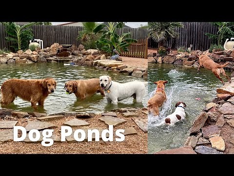 Building a Dog Pool/Pond