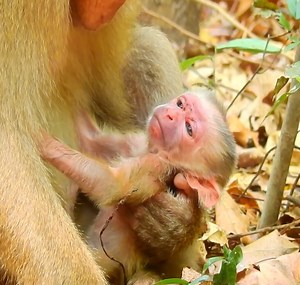 Unbelievable! Congratulation Luna gave baby birth! really precious newborn baby! | Good Or Bad