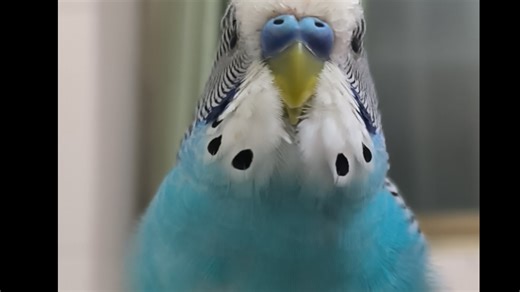 下雨和加班一样高频率#虎皮鹦鹉#