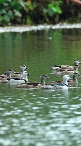 3.8K views · 626 reactions | Cotton pygmy goose #reels #birds #wildlife #nature | 퐍퐚퐭퐮퐫퐞 퐏퐡퐨퐭퐨퐬 퐁퐨퐨퐤 | Facebook