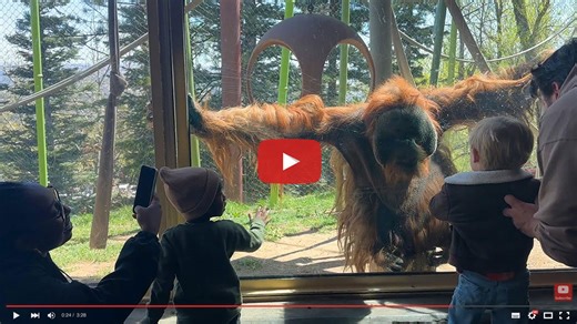 Unforgettable Moments: Explore CMZoo's Summer Animal Demonstrations - CMZoo