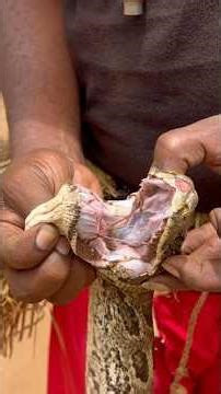 Omg! Check out this Python 🐍 teeth