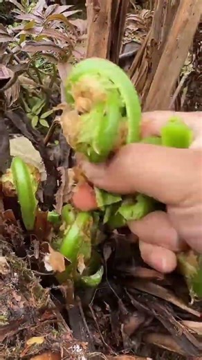 Picking fresh green fern shoots from large tree trunk