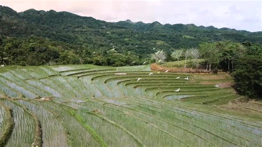 Discover the wonders of Bohol Island UNESCO Global Geopark, where breathtaking landscapes and rich cultural heritage await you. 🌿🌄 From the iconic Chocolate Hills to the serene Loboc River, immerse yourself in nature's beauty and experience the island's unique biodiversity. Explore centuries-old churches, vibrant local markets, and pristine beaches. Engage with friendly locals, indulge in delectable cuisine, and embark on thrilling adventures. Return to Bohol and create lasting memories in thi