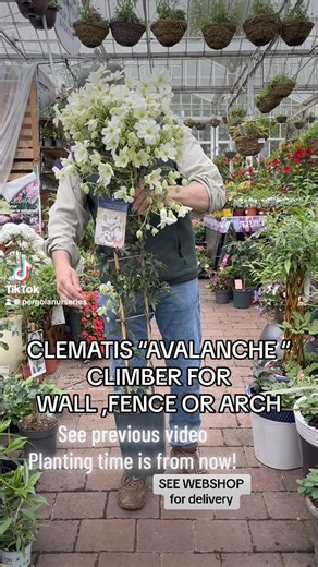 #add CLEMATIS AVALANCHE “ Evergreen Climber for wall fence or arch .Smothered in white flowers in spring and early summer.Planting time is from now!Available in WEBSHOP https://pergolanurseries.ecwid.com ALL IRELAND DELIVERY 🚚 32 Counties Pergola Nurseries Garden Corner,Virginia, Co Cavan “A gardeners oasis of quality plants “Open Tuesday to Saturday 10.3-6Open Sundays 2-6#fy #grow #gardenideas #gardening #foryoupage #foryou #garden #gardenireland #happygardening #fyp #garden #evergreenclimbing