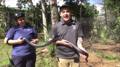 Meet Ori: The Santa Fe College Teaching Zoo’s ambassador eastern indigo snake
