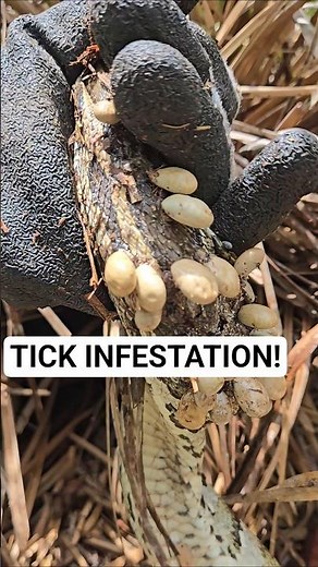 WORST TICKS I'VE EVER SEEN!