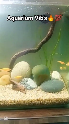 #shortvideo #viralvideo #fish #aquarium #trending #ytshorts #reels #youtubeshorts #fyp