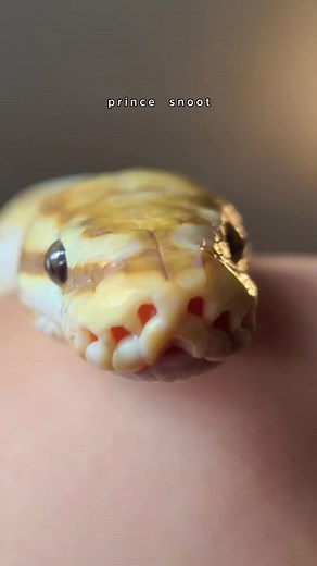 ⚠️EYE STRAIN WARNING⚠️ genuinly have so many snoot photos!! #CapCut #reptile #cutesnakes #snakes #ballpython #ballpythonsoftiktok #snakemom #ballpythons #snakesoftiktok #ballpythonmorph #reptilesoftiktok #petsoftiktok #snoot #snake #blep #reptiletiktok #cutereptiles #snakeyawn