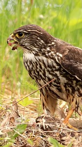 A Merlin eat its prey Wincent OoFmc #bird #nature #wildlife | HAWI Studios