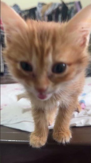Newborn Kitten Meowing 🐱 #kittenlove #kittenrescue #kittenmeowmeow #meowingkitty