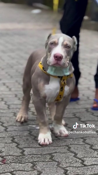 Titan 🗿 El Gerardo's Son 🩸🦍@Pechanko Bullz @Unleashed Muscular Bully Camp @House of dogs ceylon @Vom house de silva @Ceylon Bully Board - Sri Lanka #pitmonster #XLbully #bullybreed #foryoupage #americanbully
