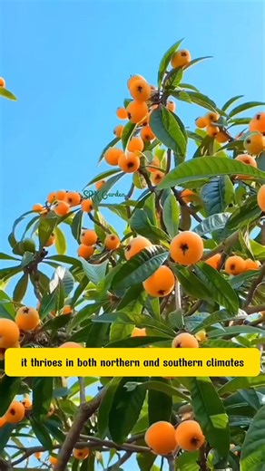 61K views · 699 reactions | The Perfect Fruit Tree for Beginners Loquat Tree | SRK | Facebook